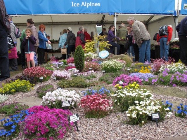 Ice alpines at Malvern