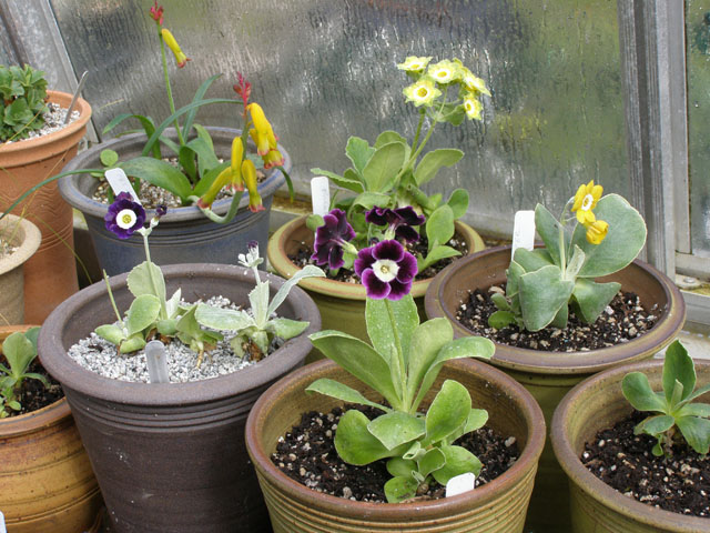 Primula auricula cultivars